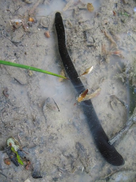 Sangsue à la Bonne mare